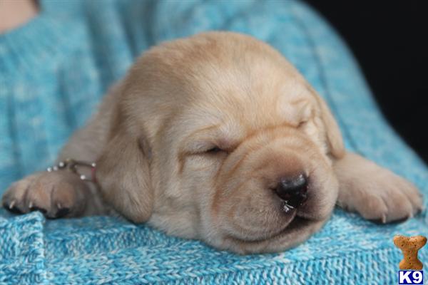Puppies in MN